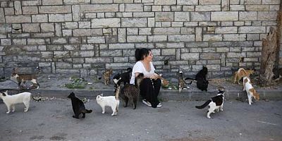  İstanbul Büyükada'da salgın paniği: 700 kedi öldü