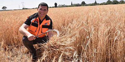 Kepez’in buğday tarlalarında hasat zamanı 