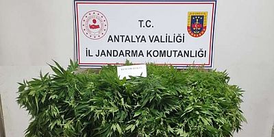  KOYAALTINDA 2535 KÖK KENEVİR ELE GEÇİRİLDİ