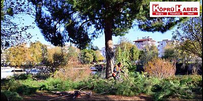 Manavgat belediyesi ağaçlara bakım yapıyor