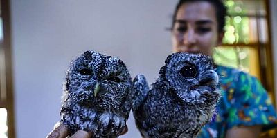 TEDAVİ ALTINDA OLAN KERKENEZ ÖZGÜRLÜĞE KANAT ÇIRPTI