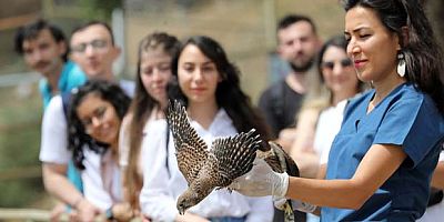 Tedavi edilen yırtıcı kuşlar doğaya bırakıldı